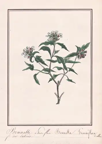 Brunelle a grandes fleurs = Brunella grandiflora - Großblütige Braunelle common self-heal / Botanik botany / B