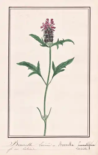 Brunelle Lacinee = Brunella laciniate - Kleine Braunelle common self-heal / Botanik botany / Blume flower / Pf