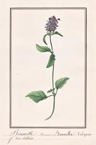Brunelle commune = Brunella vulgaris - Kleine Braunelle common self-heal / Botanik botany / Blume flower / Pfl