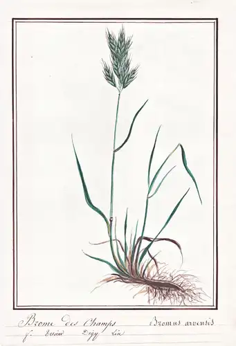 Brome des Champs / Bromus Arvensis - Acker-Trespe field brome / Botanik botany / Blume flower / Pflanze plant