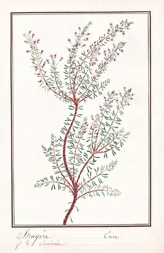 Bruyere / Erica - Heidekraut heather heath / Botanik botany / Blume flower / Pflanze plant