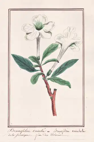 Brunfelsie ondulee = Brunfelsia undulata -  Botanik botany / Blume flower / Pflanze plant