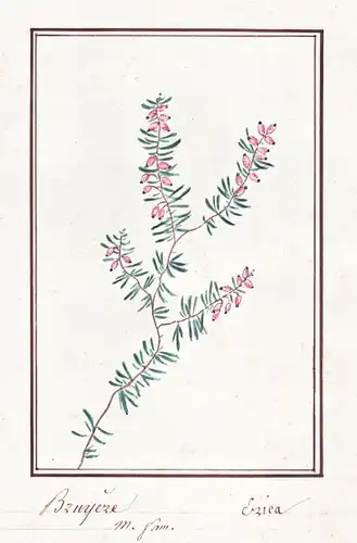 Bruyere / Erica - Heidekraut heather heath / Botanik botany / Blume flower / Pflanze plant