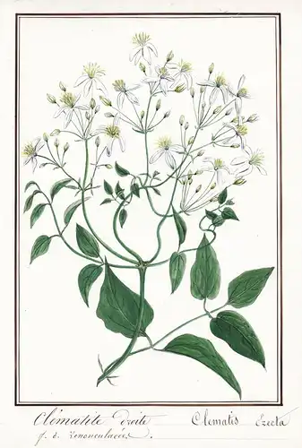 Clematide Droite = Clematis Erecta - Klematis Waldrebe / Botanik botany / Blume flower / Pflanze plant