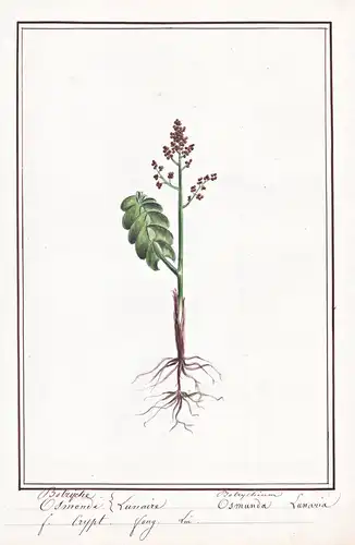 Osmonde (Botryche) Lunaire / Osmunda (Botrychium) Lunaria - Echte Mondraute moonwort / Botanik botany / Blume