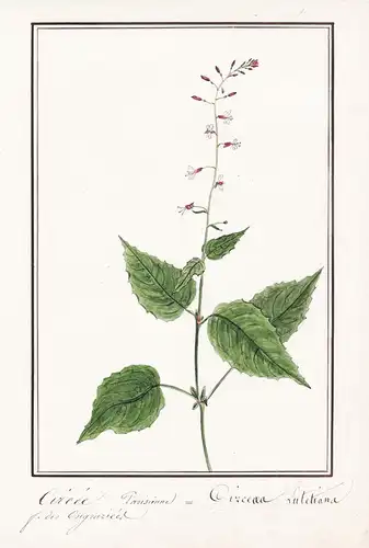 Circee Parisienne = Circaea Lutetiana - Hexenkraut broad-leaved enchanter's nightshade / Botanik botany / Blum