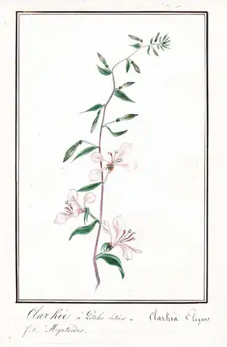 Clarkie a Petales Entiers = Clarkia Elegans - Atlasblume satin flower Sommerazalee / Botanik botany / Blume fl