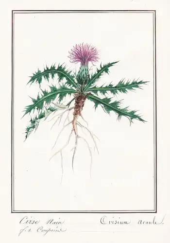 Cirse Nain = Cirsium acaule - Stängellose Kratzdistel dwarf thistle / Botanik botany / Blume flower / Pflanze