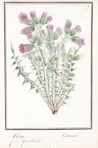 Cirse / Cirsium - Kratzdisteln plume thistles / Botanik botany / Blume flower / Pflanze plant