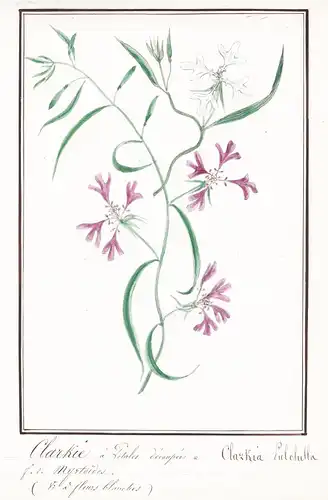 Clarkie a Fetales decoupees = Clarkia Pulchella - Atlasblume satin flower Sommerazalee / Botanik botany / Blum