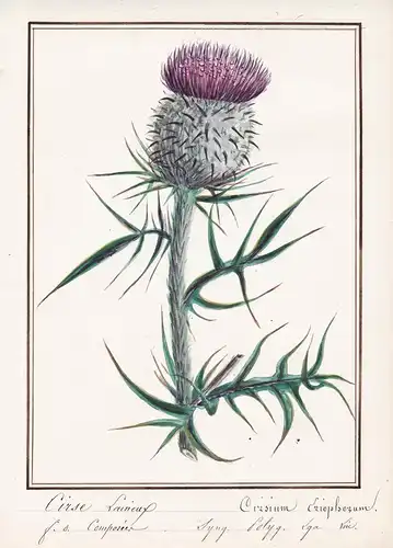 Cirse Laineux = Cirsium Eriophorum - Wollkopf-Kratzdistel Wolldistel woolly thistle / Botanik botany / Blume f