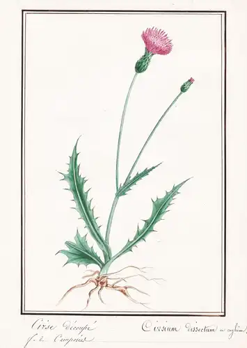 Cirse Decoupe = Cirsium dissectum - Englische Kratzdistel meadow thistle / Botanik botany / Blume flower / Pfl