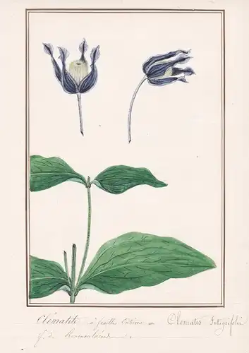 Clematide a feuilles Entieres = Clematis Integrifolia - Klematis Ganzblatt-Waldrebe / Botanik botany / Blume f