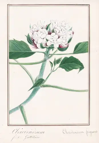 Clerodendrum / Clerodendrum fragrans - Chinesische Ruhmesblume Losbaum / Botanik botany / Blume flower / Pflan