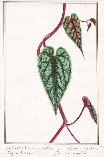 Cissus de deux Couleurs = Cissus discolor - Begonien-Klimme Zimmerrebe / Botanik botany / Blume flower / Pflan