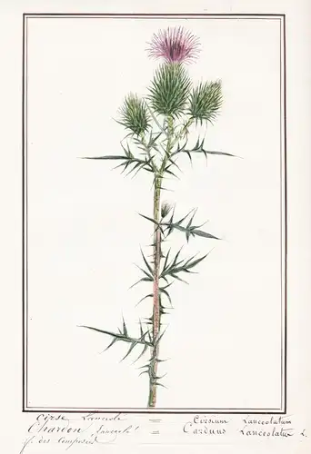 Cirse Lanciole = Cirsium Lanceolatum - Lanzett-Kratzdistel spear thistle / Botanik botany / Blume flower / Pfl