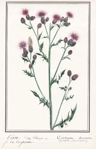 Cirse des champs = Cirsium arvense - Acker-Kratzdistel Ackerdistel field thistle / Botanik botany / Blume flow