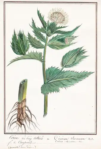Cirse des ... cultives = Cirsium oleraceum - Kohl-Kratzdistel Kohldistel Siberian thistle / Botanik botany / B