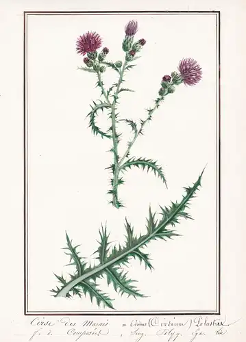 Cirse des Marais = Carduus (Cirsium) Palustris - Sumpf-Kratzdistel marsh thistle / Botanik botany / Blume flow