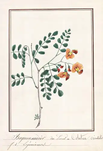 Baguenaudier du Levant = Colutea orientalis - Blasenstrauch bladder-senna / Botanik botany / Blume flower / Pf