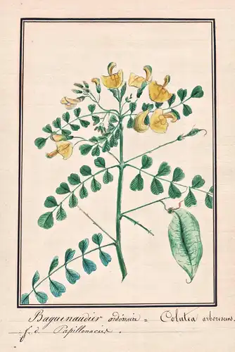 Baguenaudier ordinaire = Colutea arborescens - Gelber Blasenstrauch bladder-senna / Botanik botany / Blume flo
