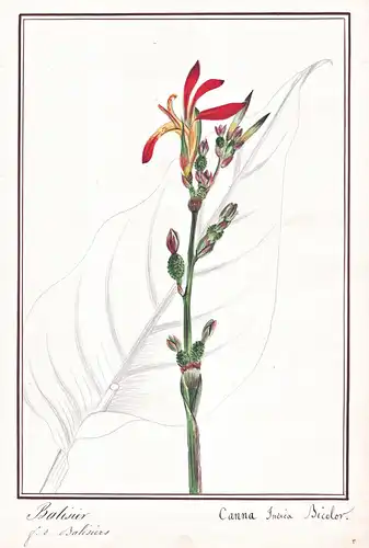 Balisier / Canna Indica bicolor - Blumenrohr canna lily / Botanik botany / Blume flower / Pflanze plant