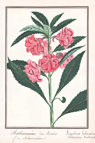 Balsamine des Jardins / Impatiens balsamina - Balsam Balsam-Springkraut / Botanik botany / Blume flower / Pfla