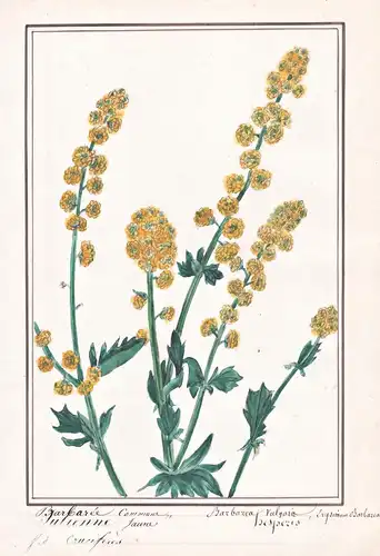 Barbaree commune / Barbarea vulgaris - Winterkresse wintercress Barbarakraut / Botanik botany / Blume flower /