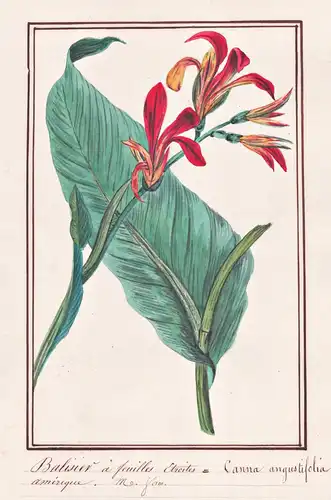 Balisier a feuilles Etroites = Canna angustifolia - Blumenrohr canna lily / Botanik botany / Blume flower / Pf