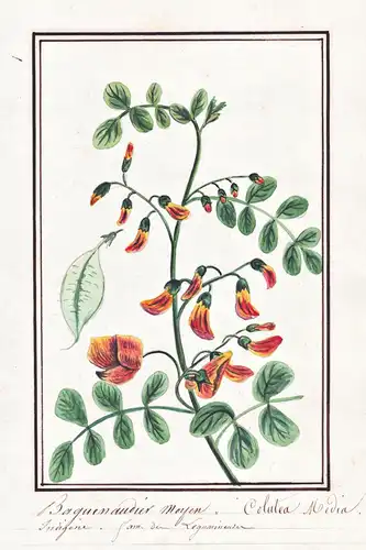 Baguenaudier moyen = Colutea media - Orangeblütiger Blasenstrauch bladder-senna / Botanik botany / Blume flowe