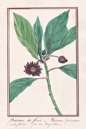 Badiane de floride = Illicium floridanum - Sternanis star anise, badian / Botanik botany / Blume flower / Pfla