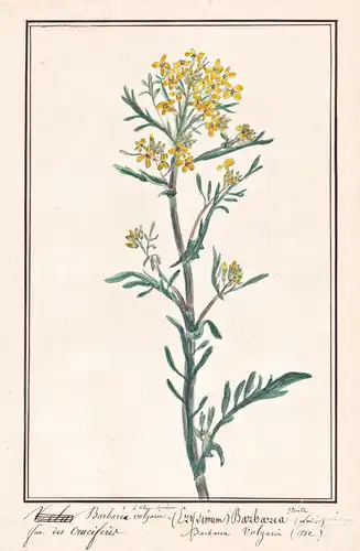 Barbarea vulgaire / Barbarea vulgaris - Winterkresse wintercress Barbarakraut / Botanik botany / Blume flower