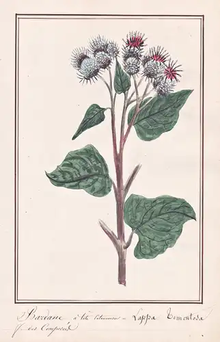 Bardane = Lappa Tomentosa - Wollkopf-Klette woolly burdock / Botanik botany / Blume flower / Pflanze plant