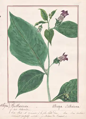 Belladone / Atropa Belladonna - Tollkirsche deadly nightshade Waldnachtschatten / Botanik botany / Blume flowe