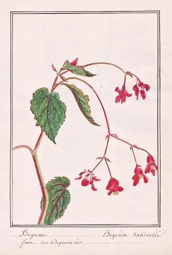 Begone = Begonia sandersii - Begonie / Botanik botany / Blume flower / Pflanze plant