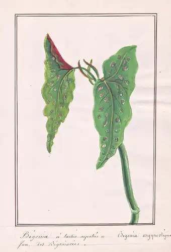Begonia a taches argentees = Begonia argyrostigma - Forellenbegonie / Botanik botany / Blume flower / Pflanze