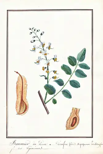 Baumier du Perou - Perubalsam Balsam of Peru Peru balsam / Botanik botany / Blume flower / Pflanze plant