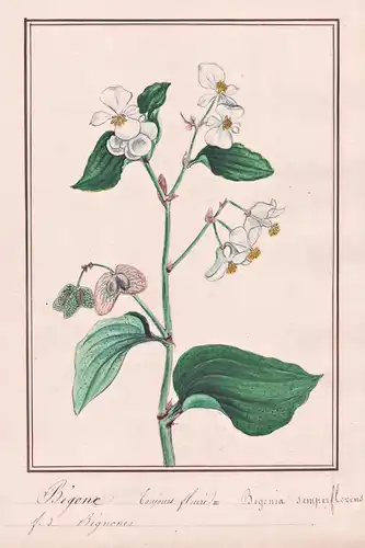 Begone toujours fleuri = Begonia semperflorens - Begonie / Botanik botany / Blume flower / Pflanze plant