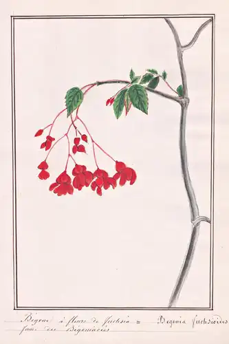 Begone a fleurs fuchsia = Begonia fuchsioides - Fuchsienbegonie / Botanik botany / Blume flower / Pflanze plan