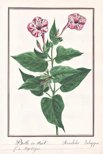 Belle de Nuit = Mirabilis Jalapa - Wunderblume marvel of Peru / Botanik botany / Blume flower / Pflanze plant