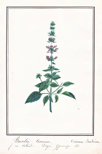 Basilie commun / Ocimum Basilicum - Basilikum basil / Botanik botany / Blume flower / Pflanze plant