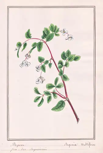 Begone = Begonia multiflora - Begonie / Botanik botany / Blume flower / Pflanze plant
