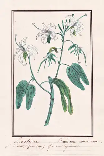 Bauhine / Bauhinia americana - Bauhinie Orchideenbaum orchid tree / Botanik botany / Blume flower / Pflanze pl
