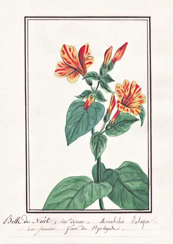 Belle de Nuit = Mirabilis Jalapa - Wunderblume marvel of Peru / Botanik botany / Blume flower / Pflanze plant