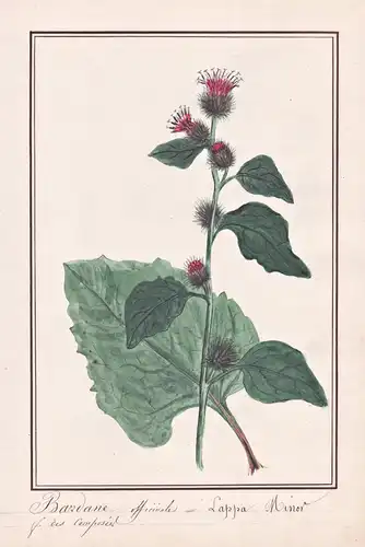 Bardane officinale = Lappa Minor - Kleine Klette lesser burdock / Botanik botany / Blume flower / Pflanze plan