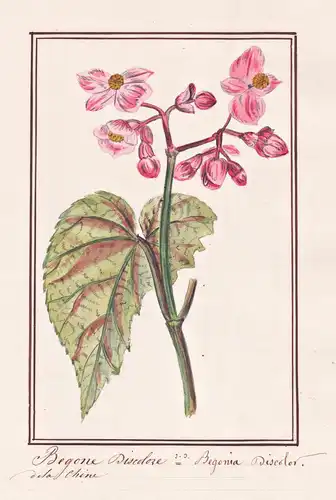 Begone Discolore = Begonia discolor - Begonie / Botanik botany / Blume flower / Pflanze plant