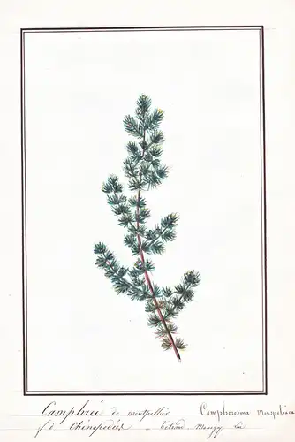 Camphree de montpellier / Camphorosma monspeliaca - Botanik botany / Blume flower / Pflanze plant