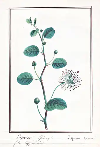 Caprier Epineux / Capparis spinosa - Echter Kapernstrauch caper bush / Botanik botany / Blume flower / Pflanze