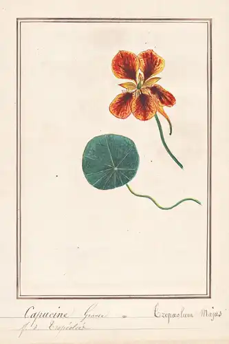 Capucine Grande / Tropaeolum majus - Große Kapuzinerkresse garden nasturtium Indian cress / Botanik botany / B