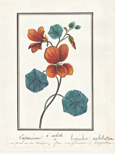 Capucine a ombelle / Tropaeolum umbellatum - Kapuzinerkresse garden nasturtium cress / Botanik botany / Blume